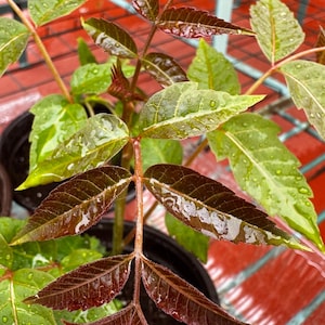 Toona Sinensis (Toon Tree)