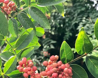 Zanthoxylum simulans (Szechuan Pepper Tree)