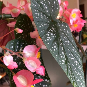 Bégonia aile d'ange « Lucerna »