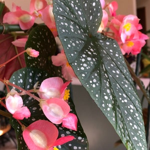 Begonia Angel Wing Lucerna image 1