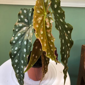 Begonia Maculata Wightii (Polka Dot)