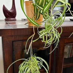 Curly Variegated Spider Plant