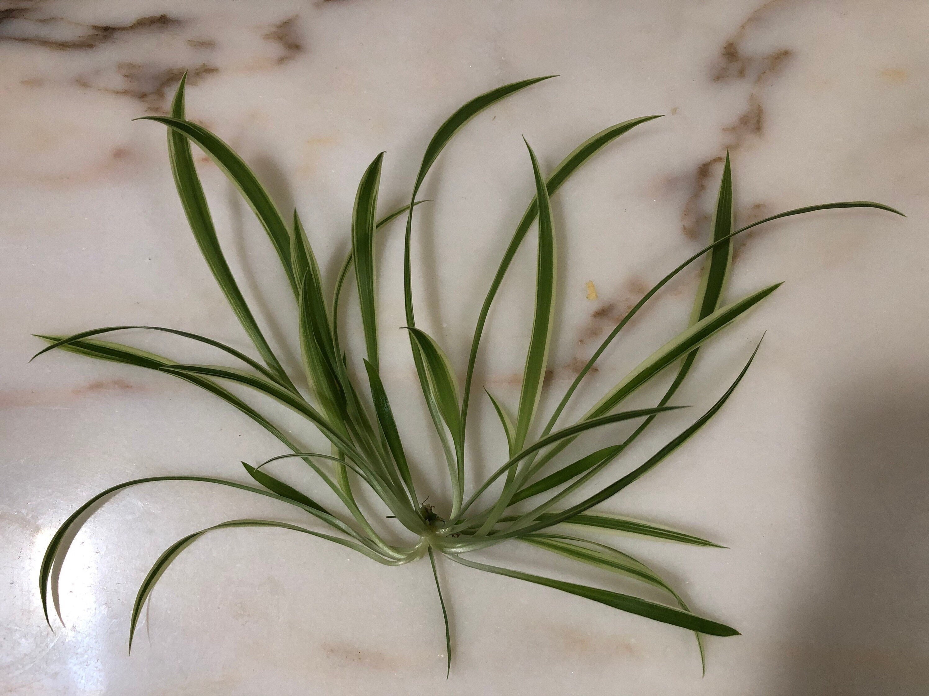26+ Reverse Spider Plant Vs Spider Plant
