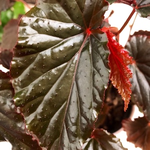 Begonia Linda Dawn image 3