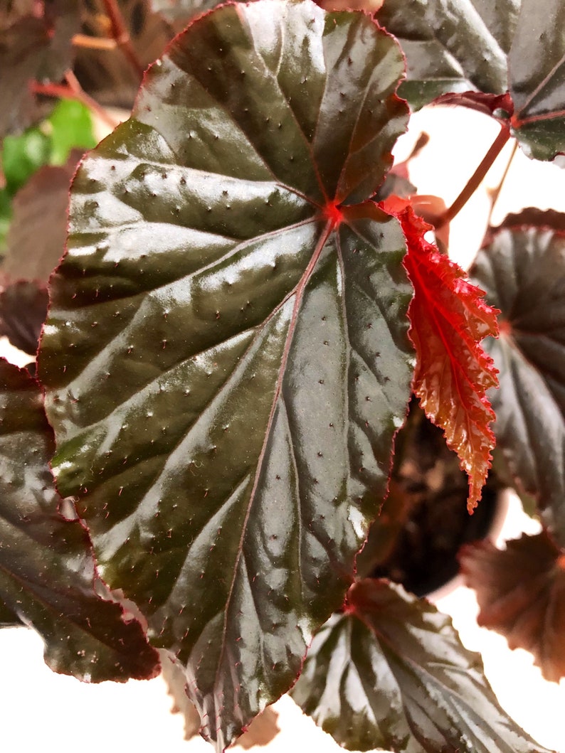 Begonia Linda Dawn image 3