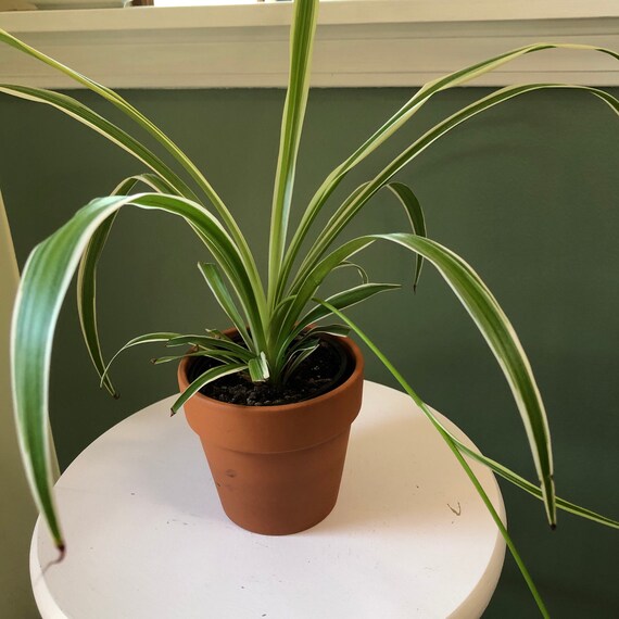 Reverse Variegated Spider Plant