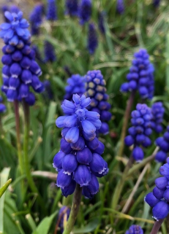 Grape Hyacinth Bulbs Etsy