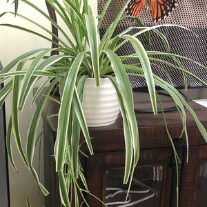 May include: A spider plant in a white ceramic pot with a ribbed design. The plant has long, green and white striped leaves. The pot sits on a dark wooden cabinet. A butterfly decoration is visible in the background.