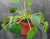 Pilea Peperomioides (Chinese Money Plant)