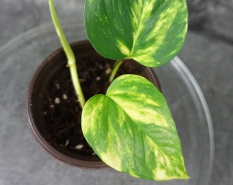 Golden Pothos (Epipremnum aureum)