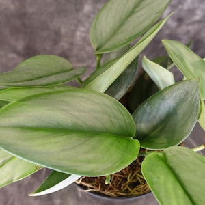 Philodendron - Moonlight (scindapsus Treubii) - Etsy