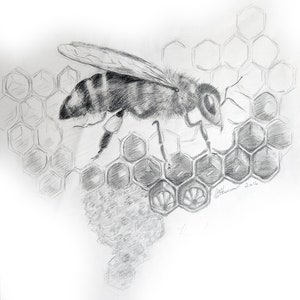 The Queen Honey Bee