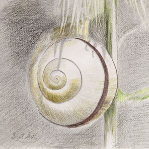 May include: A detailed pencil drawing of a snail shell with a spiral pattern. The shell is light brown with a darker brown band around the edge. The shell is hanging from a green stem.