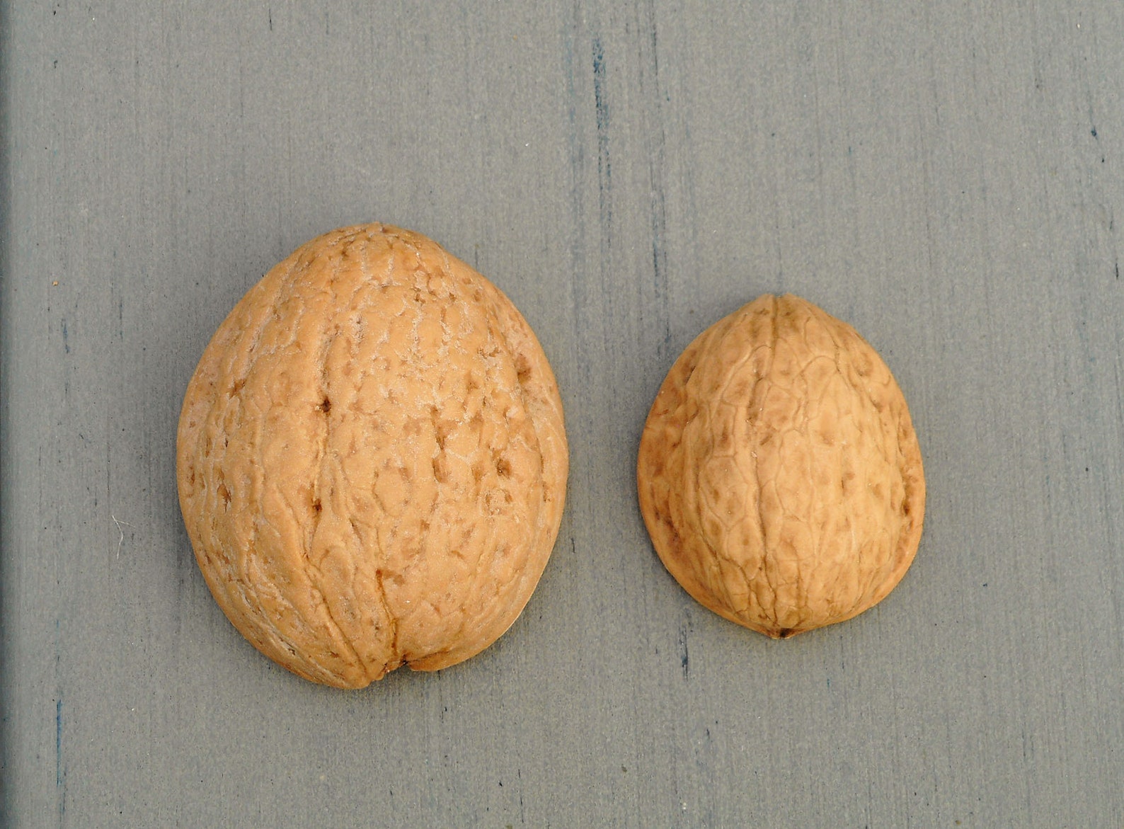 Large Walnut Shells Organic Natural Nut Shells Nature Etsy