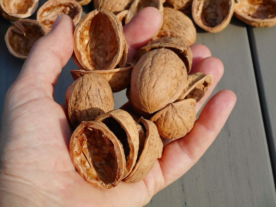 Large Walnut Shells Organic Natural Nut Shells Nature Etsy