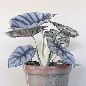 FREE SHIPPING - Rare Silver Dragon Alocasia Starter House Plants