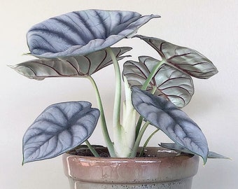 FREE SHIPPING - Rare Silver Dragon Alocasia Starter House Plants