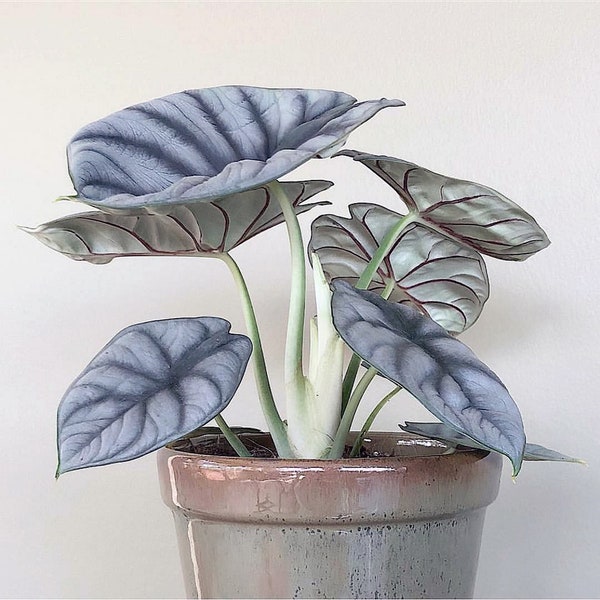 Rare Silver Dragon Alocasia Starter (ALL Starter Plants REQUIRE You to Purchase 2 plants) House Plants