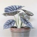 see more listings in the Houseplants section