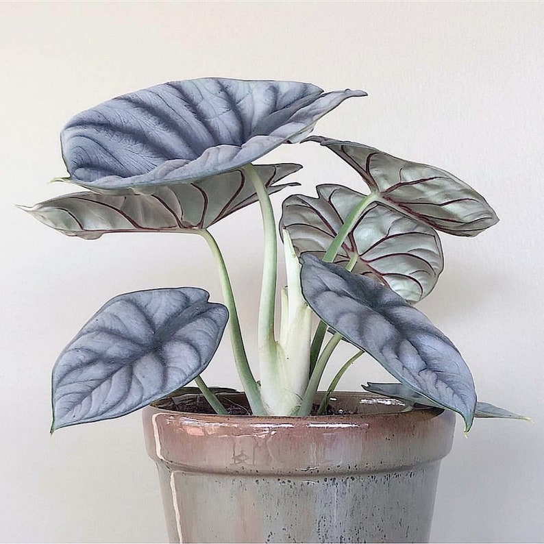 Rare Silver Dragon Alocasia Starter ALL Starter Plants REQUIRE You to Purchase 2 plants House Plants image 1