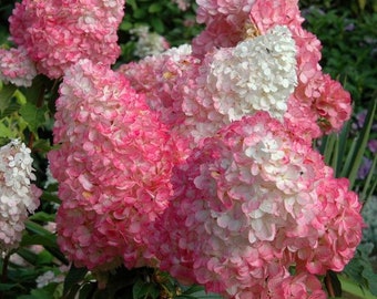 Hydrangea Pink Diamond Cuttings (ALL Starter Plants REQUIRE You to Purchase 2 plants) Choose Your Lot