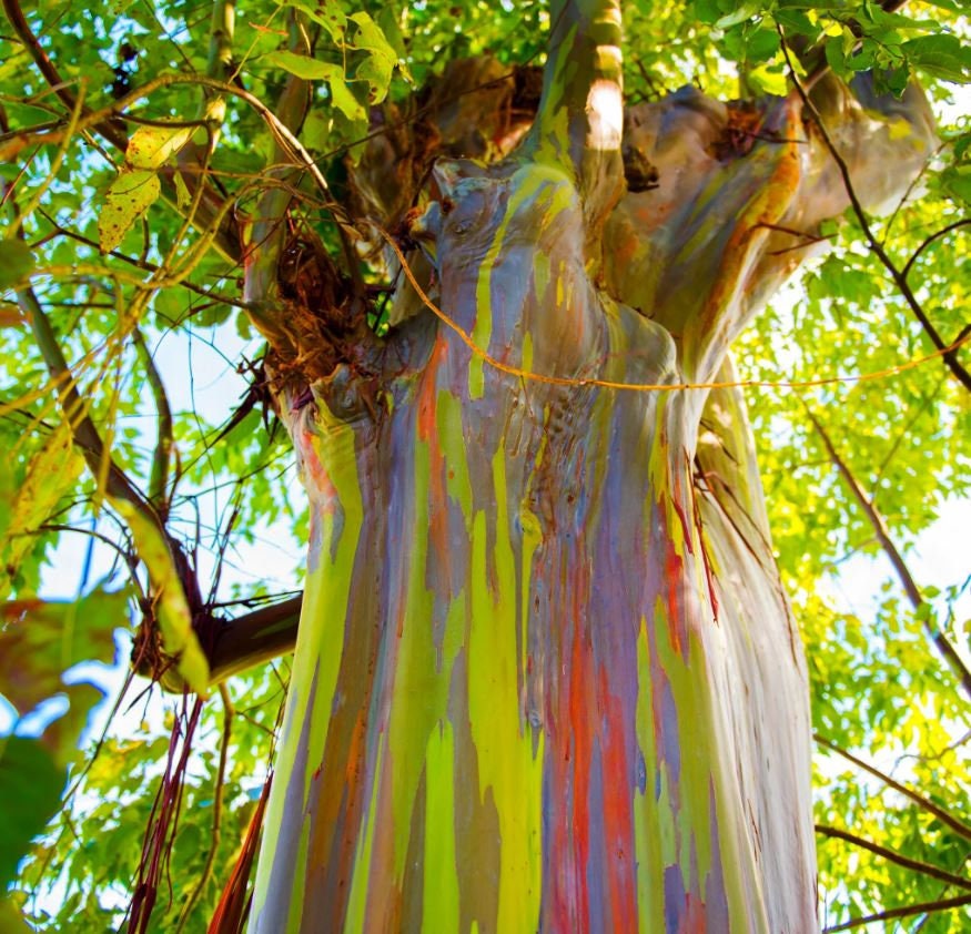 Rainbow Tree Seedling Starter Plant ALL Starter Plants - Etsy