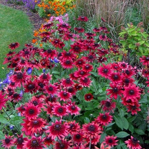 LAST CHANCE SALE Cherry Brandy Black Eyed Susan Live Starter Plant Bi-tone Flowers Rudbeckia Free Shipping