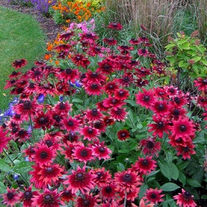 Cherry Brandy Black Eyed Susan Live Starter Plant (ALL Starter Plants REQUIRE You to Purchase 2 plants) Bi-tone Flowers Rudbeckia