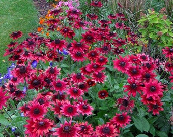 Cherry Brandy Black Eyed Susan Live Starter Plant (ALL Starter Plants REQUIRE You to Purchase 2 plants) Bi-tone Flowers Rudbeckia