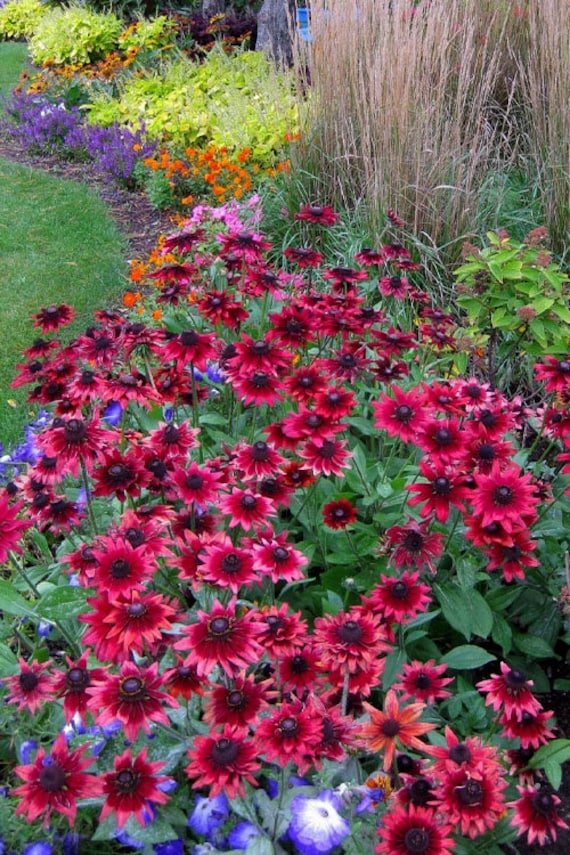 FREE SHIPPING Cherry Brandy Black Eyed Susan Live Starter Plant Bi-tone Flowers Rudbeckia