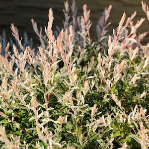 May include: A close-up of a bush with green leaves and pink stems. The leaves have white variegation.