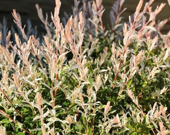 SALE White Dappled Willow Live Tree Pink Leaves Hakuro Nishiki  Live Plants FREE SHIPPING
