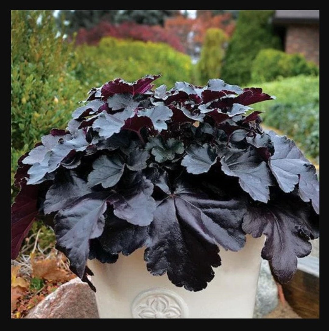 Black Bush Coral Bells Forest Cake Starter Plant ALL Starter Plants