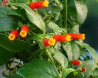 Candy Corn Vine Starter Plant (ALL Starter Plants REQUIRE You to Purchase 2 plants) Firecracker Vine