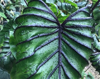 FREE SHIPPING - Pharoah's Mask Elephant Ears Alocasia Starter Plant