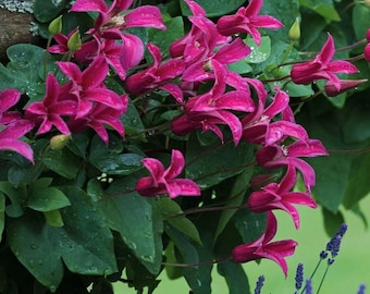 FREE SHIPPING - Princess Diana Clematis Blooming Flowers Vine Starter Plant