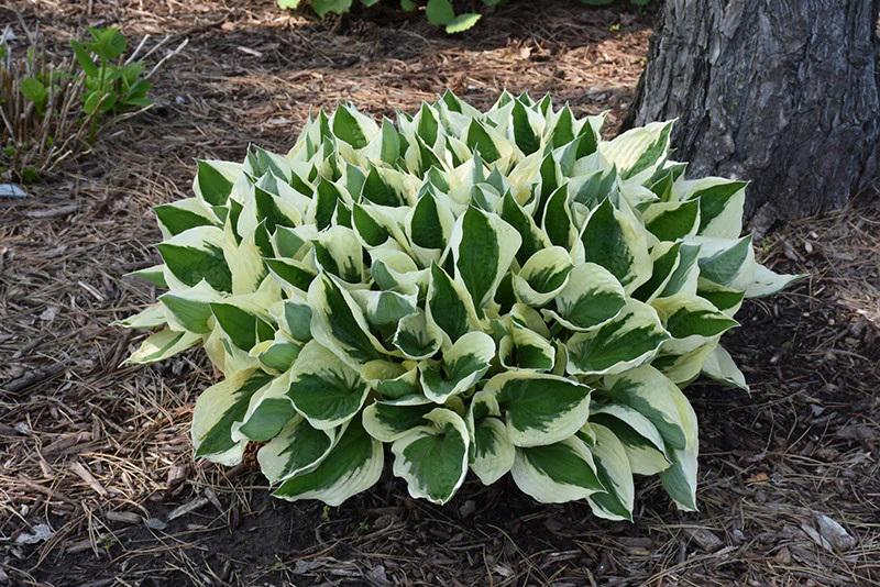 FREE SHIPPING - 3 Pack - Mixed Hosta - Etsy