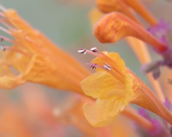 FREE SHIPPING - Mango Tango Agastache