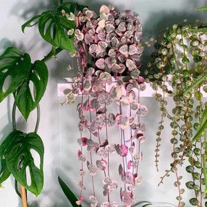 May include: A trailing plant with pink and green heart-shaped leaves hanging from a white shelf. The plant is in a pot and is growing down. There is another plant with green leaves in the background.