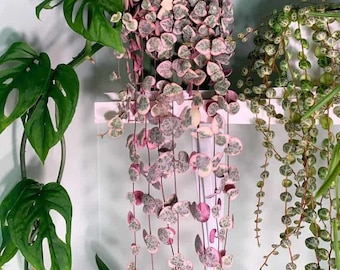 Variegated String of Hearts Starter Plants pink plant ppp FREE SHIPPING