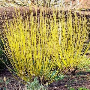 May include: A bush with bright yellow branches. The branches are thin and grow in a dense cluster. The bush is in a garden setting.