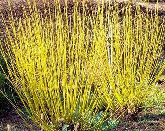 FREE SHIPPING - Yellow Twig Dogwood - Yellow Arctic Fire - Red Twig - Cornus