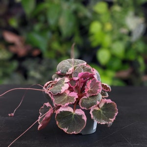 Strawberry Variegated Begonia Starter Plant ALL Starter Plants REQUIRE You to Purchase 2 plants image 2