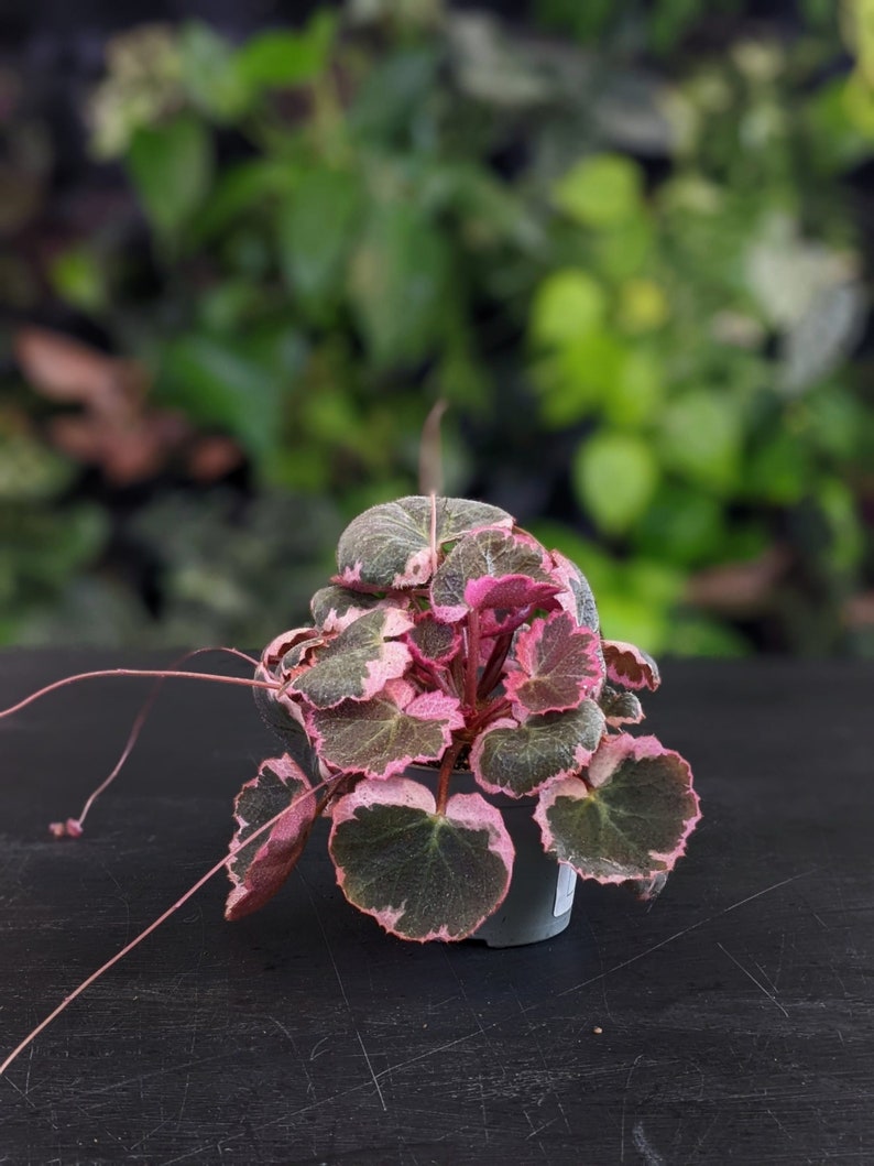 Strawberry Variegated Begonia Starter Plant ALL Starter Plants REQUIRE You to Purchase 2 plants image 2