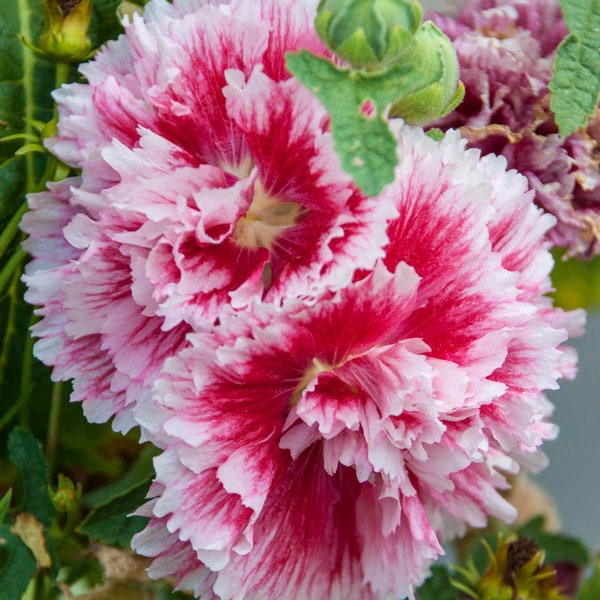 Fiesta Time Double Hollyhock Flower Plug Starter Plant (ALL Starter Plants REQUIRE You to Purchase 2 plants)