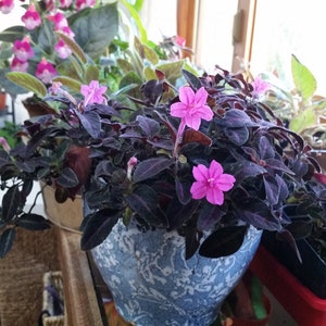 SUPER Sale - Black Monkey Plant Ruellia Makoyana Velvet Vine Starter Mexican Petunia