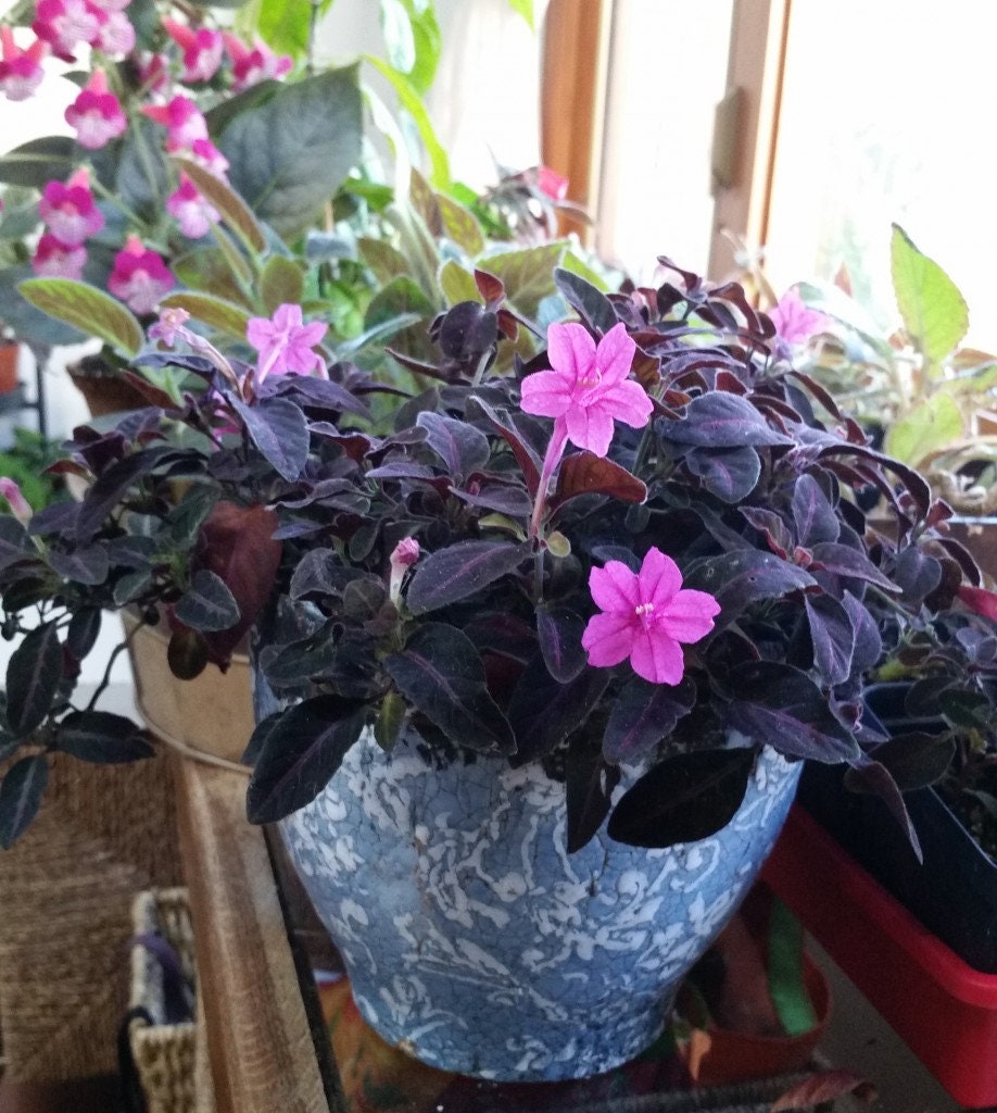 SUPER Sale - Black Monkey Plant Ruellia Makoyana Velvet Vine Starter  Mexican Petunia