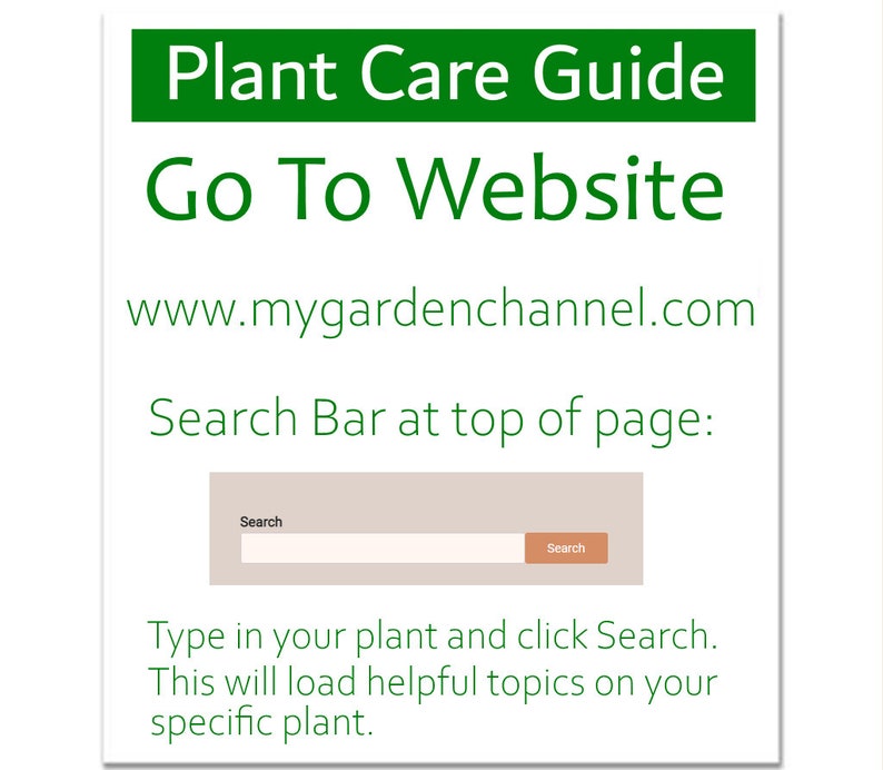 Brasil Philodendron Starter Plant Etsy