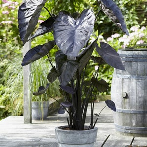 Black Elephant Ears Alocasia Starter (ALL Starter Plants REQUIRE You to Purchase 2 plants) House Plant *shiptime*