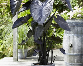 Colocasia Black Sapphire Gecko Starter Plant (ALL STARTER PLANTS